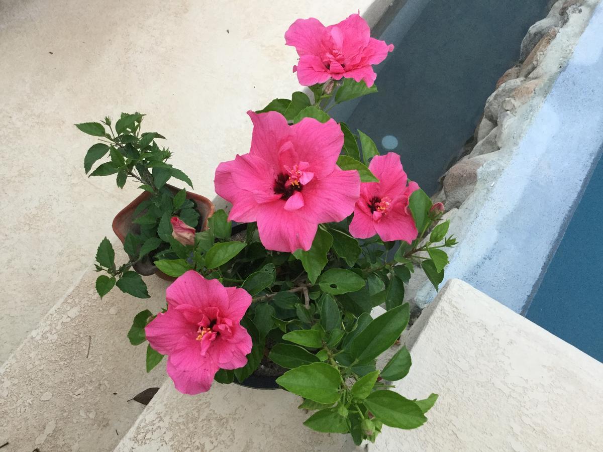 La Laguna de San Carlos Hawk'S Nest Bed & Breakfast المظهر الخارجي الصورة