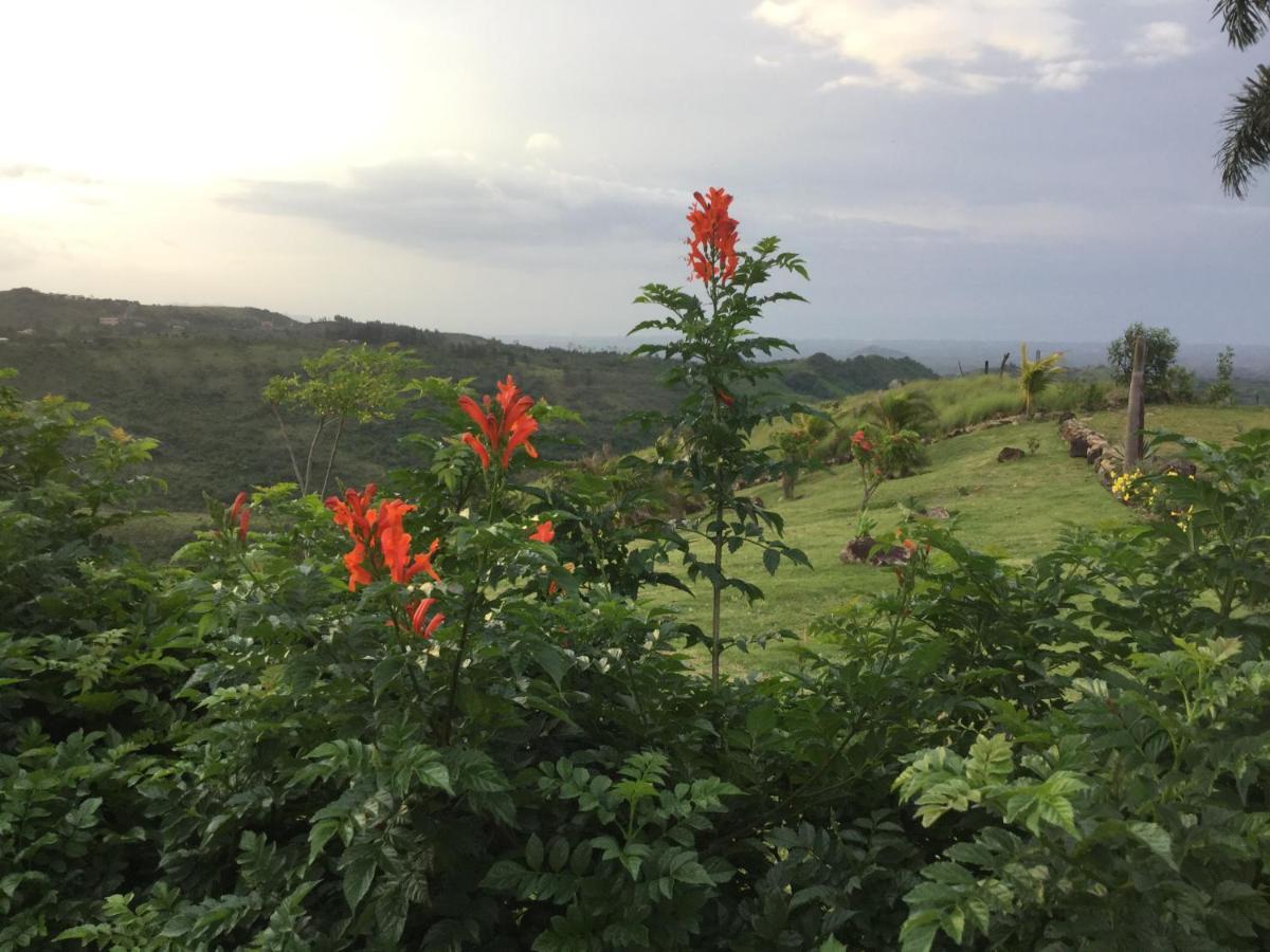 مبيت وإفطار La Laguna de San Carlos Hawk'S Nest Bed & Breakfast المظهر الخارجي الصورة